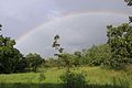 Comoé National Park Savannah during the rainy season.