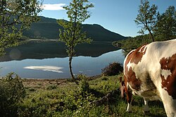 Rural area in Rauland