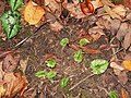 Cyclamen pseudibericum young leaves (fall)