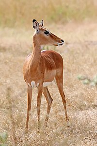 Female impala, by Muhammad Mahdi Karim