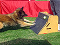 Flyball box with Tervuren