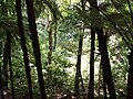 Wald auf Tiritiri Matangi Island