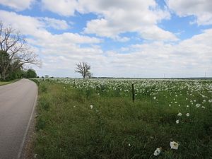 Wildflowers on Winner-Foster Road south of Fulshear