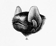 Drawing of bat head