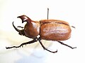 Golofa A beetle from South America