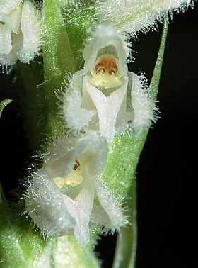 Goodyera repens