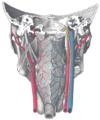 Músculos de la faringe, vistos desde detrás, jungo con los vasos y nervios asociados.