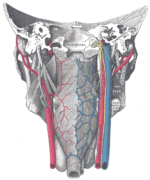 從後面看的咽頭肌，與血管和神經連在一起。
