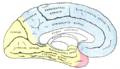 Medial surface of cerebral hemisphere, showing areas supplied by cerebral arteries. Areas supplied by the posterior cerebral artery shown in yellow.