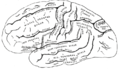 グレイ解剖学 図 726 - 左大脳半球の外側面を横から見た図