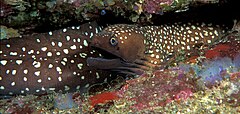 Description de l'image Gymnothorax_prionodon_(Australian_mottled_moray).jpg.