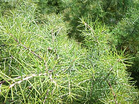 Hakea sericea, espécie invasora na Serra d'Arga