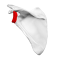 Lateral angle shown in red