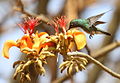 Hummingbird on flower