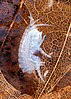 A small, white crustacean on a decaying leaf