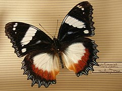 鋸紋白斑蛺蝶 H. dexithea