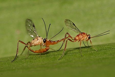 Mating Ichneumonidae, by Muhammad Mahdi Karim