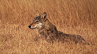 Lobo indiano, um canídeo típico da savana indiana.