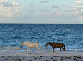 Le second cheval est un possible Barbe d'Abaco, sur une plage d'Harbour Island, en 2007