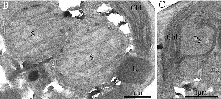 TEM-Aufnahmen der Coccolith-Form von B. bigelowii. (B) Das Exemplar aus der Tosa-Bucht (Präfektur Kōchi, Japan) zeigt ein Detail der Sphäroidkörper (S), die Struktur enthält etwa 10 Lamellen. Dazu Chloroplast (Chl) und Lipid­kügelchen (L). (C) Detail eines Chloroplasten von B. bigelowii (das Exemplar aus der Tosa-Bucht), mit einer Ausbuchtung des Pyrenoids (Py). Dazu Mitochondrium, im Profil (mt).