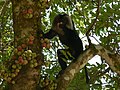 Macaque à queue de lion Ouandérou mangeant des figues