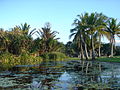 Lagoon area, Townsville Palmetum