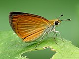 Adult, ventral view of wings.