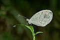 Image 11 Leptosia nina Photograph credit: Jeevan Jose Leptosia nina, known as the psyche, is a species of butterfly in the family Pieridae (the sulphurs, yellows and whites), found in the Indian subcontinent, southeastern Asia, and Australia. It has a small wingspan of 2.5 to 5 cm (1 to 2 in). The upper side of the otherwise white forewing has a large, somewhat pear-shaped, black spot; this spot is also present on the underside which is scattered with greenish dots and speckles, sometimes arranged in bands. This L. nina butterfly was photographed in Kerala, India. More selected pictures