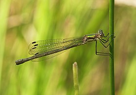 Lestes sponsa female