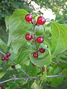 Frutos de la madreselva de Maack