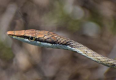 Oxybelis aeneus