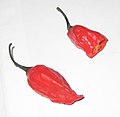 Naga jolokia pepper (ناغا جولوكي (نبات)) (C. chinense x C. frutescens)