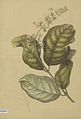 Fagraea racemosa Wallich, 19th century