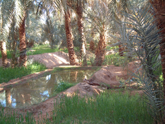 Une oasis à Timimoun dans le désert algérien