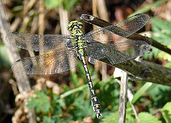 Gomphus flavipes