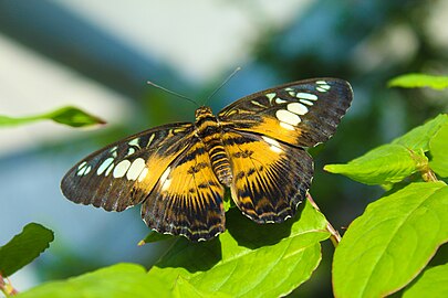 এটা প্ৰাপ্তবয়স্ক পাৰ্থেন'ছ চিলভিয়া পখিলা