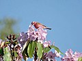 Carpodacus rodochroa