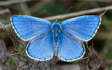 Adonis blue