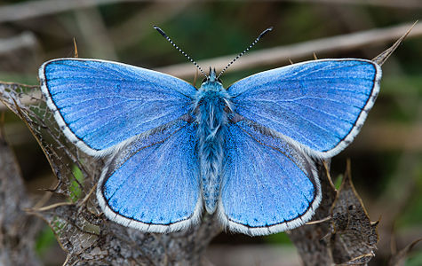 Adonis blue, by Diliff