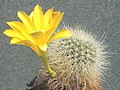 Rebutia minuscula var. minuscula (syn. R. chrysacantha) – form with yellow flower
