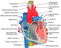 Diagram showing the esophagus passing behind the human trachea and heart.