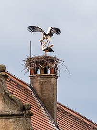 Couple de cigognes blanches sur leur nid, construit sur une cheminée en Haute-Franconie. Avril 2017.