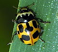 Mariquita amarilla Hippodamia (Semiadalia) notata.