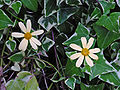 Senecio macroglossus