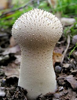 Vesse-de-loup perlée (Lycoperdon perlatum) (définition réelle 1 444 × 1 874*)