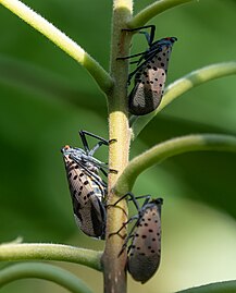Adult spotted lanternflies in Brooklyn Botanic Garden in September 2021