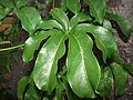 Adansonia digitata leaf