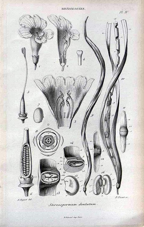 Plate by Auguste Faguet (1841–1886)