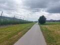 Auf dem Radweg zwischen Slovenj Gradec und Mislinja. Links im Bild ein Hopfenfeld.