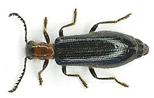 Colour image of Tillus elongatus beetle, it has a long black body with a short brown head with 2 long antenna coming out of it